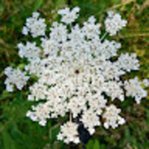 Meet your Posher, Meg